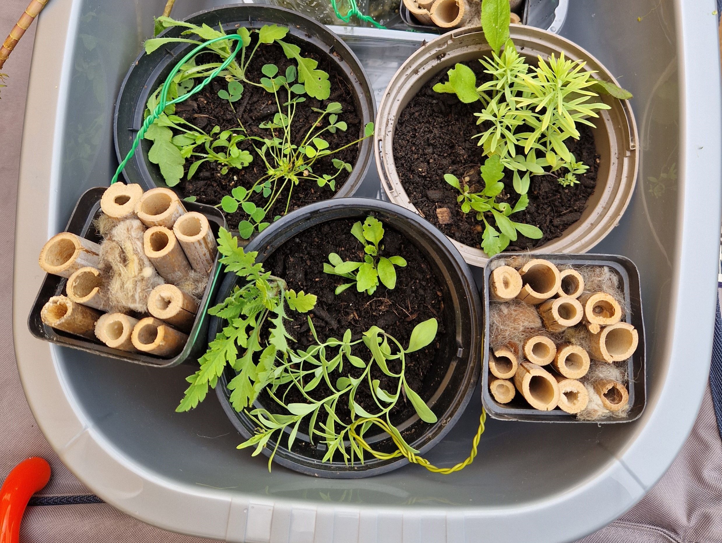 plantsinbowlscale